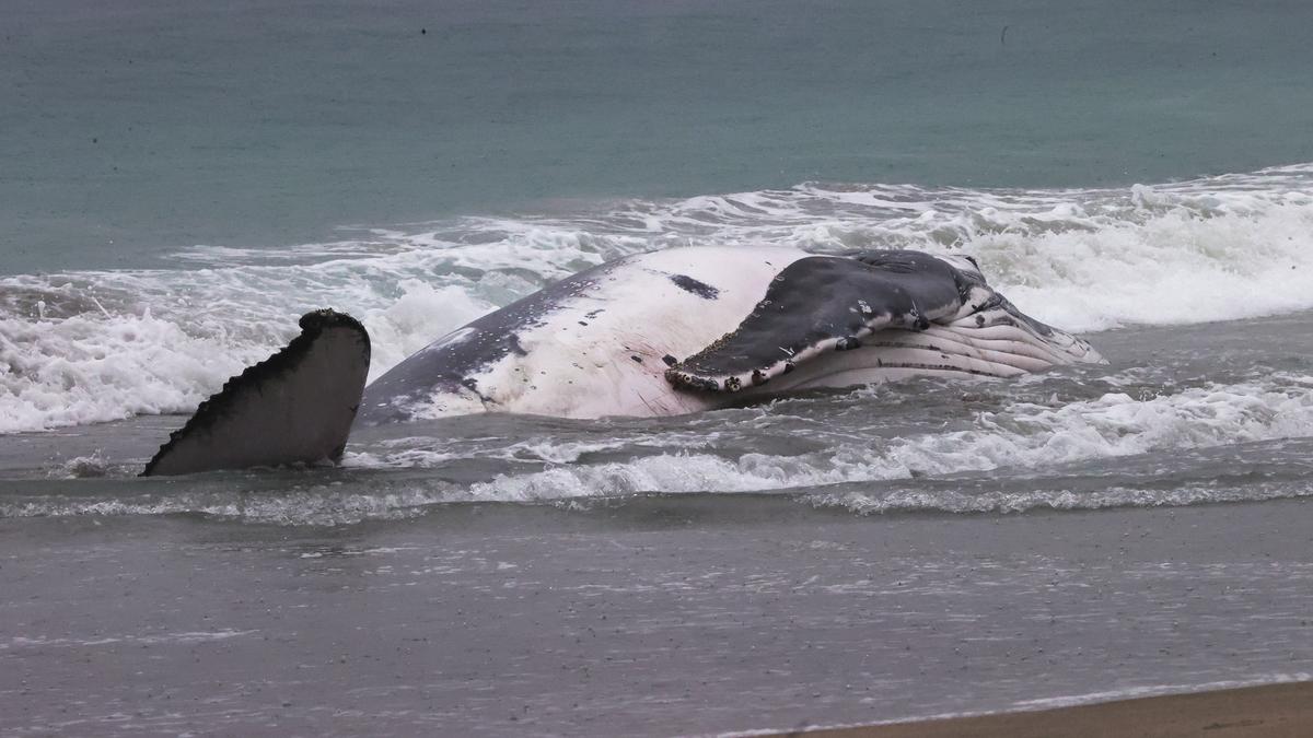 DBCA say humpback whale beached in Port Kennedy unlikely to survive