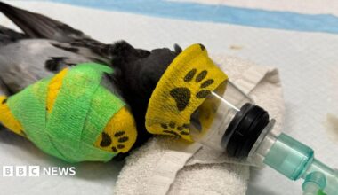 A bird taking an oxygen tube.