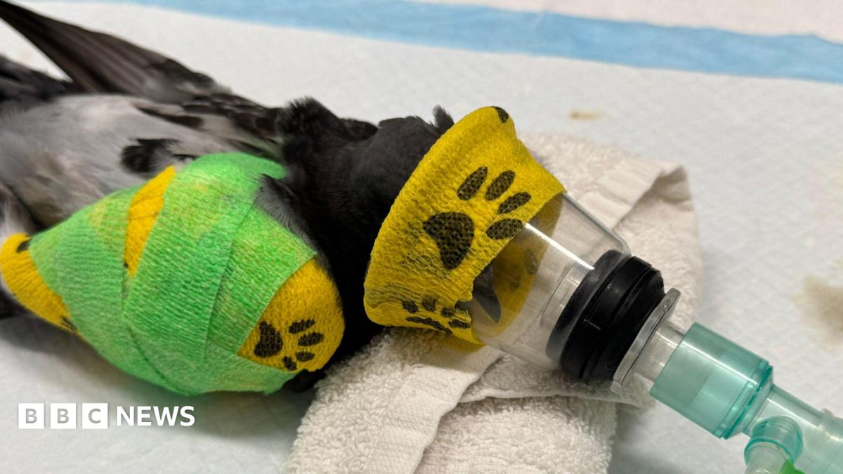 A bird taking an oxygen tube.