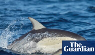 Dolphin dies from H5 bird flu in SA as researchers withdrawn from sub-Antarctic island over ‘psychosocial risk’ | Bird flu