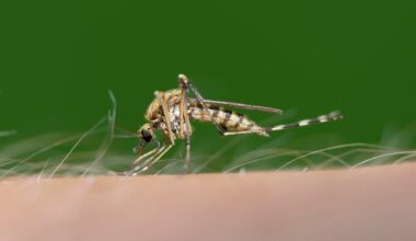 'I'm being eaten alive!' This healthy habit is making you a magnet for mosquitoes