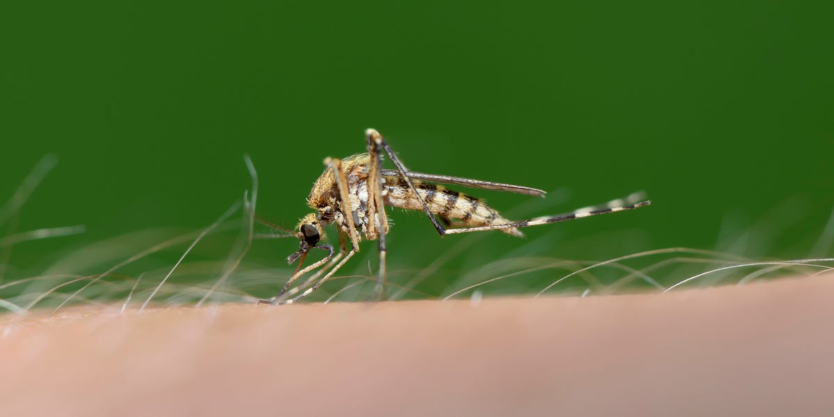 'I'm being eaten alive!' This healthy habit is making you a magnet for mosquitoes