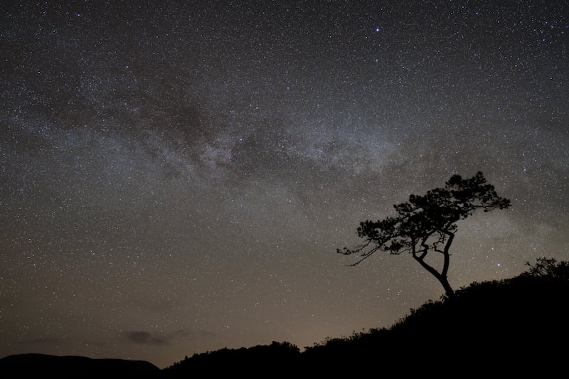 Cygnus tree against the Milky Way, Mayo Dark Sky Park. Photograph: Josh Matthews
