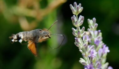 A Bird-Like Moth Is Making UK Gardeners 'Gasp' This Summer