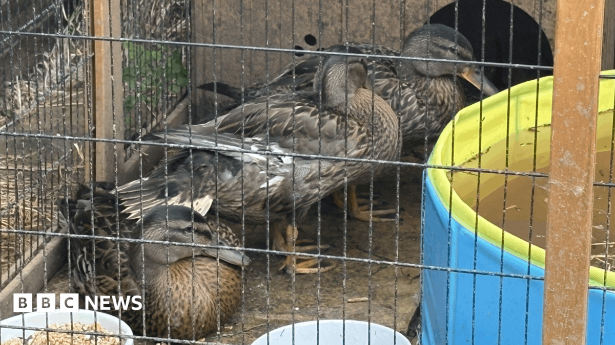 Three ducks stand and rest inside a wire enclosure next to a small plastic pool. A wooden shelter is at the back of the pen, with food bowls visible in the foreground. The ducks are gathered closely.