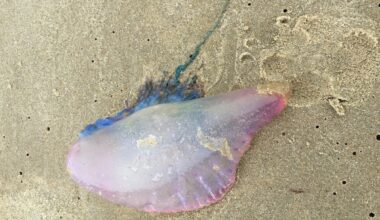 Warning to Europe’s beach-goers over sightings of venomous sea creature - independent.co.uk