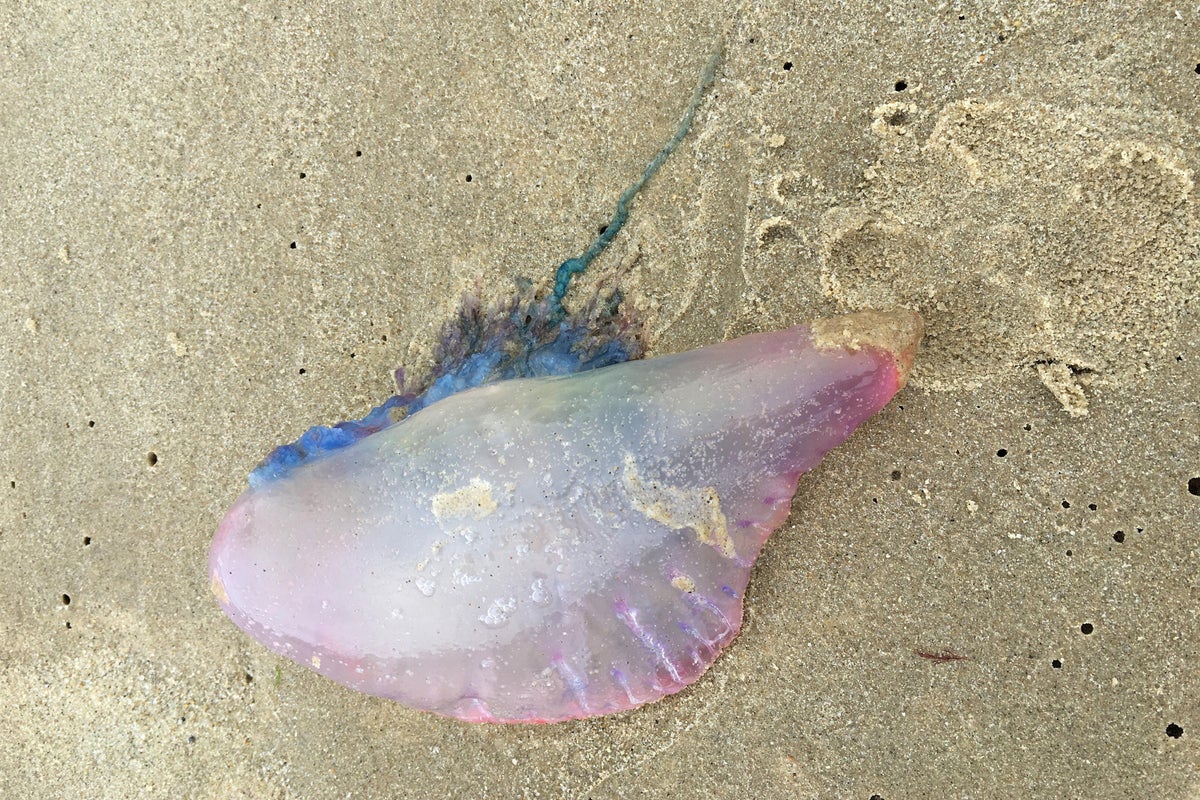 Warning to Europe’s beach-goers over sightings of venomous sea creature - independent.co.uk