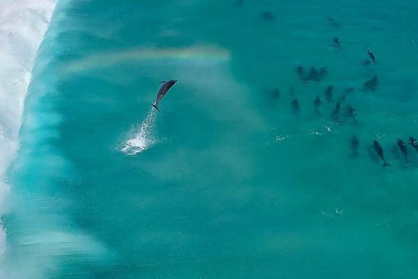Dolphin 3