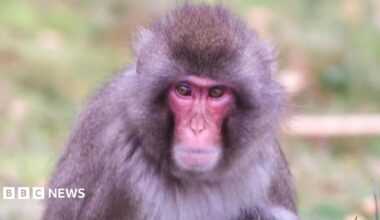 Luka is a Japanese macaque. He has a red face, brown eyes and light brown fur.