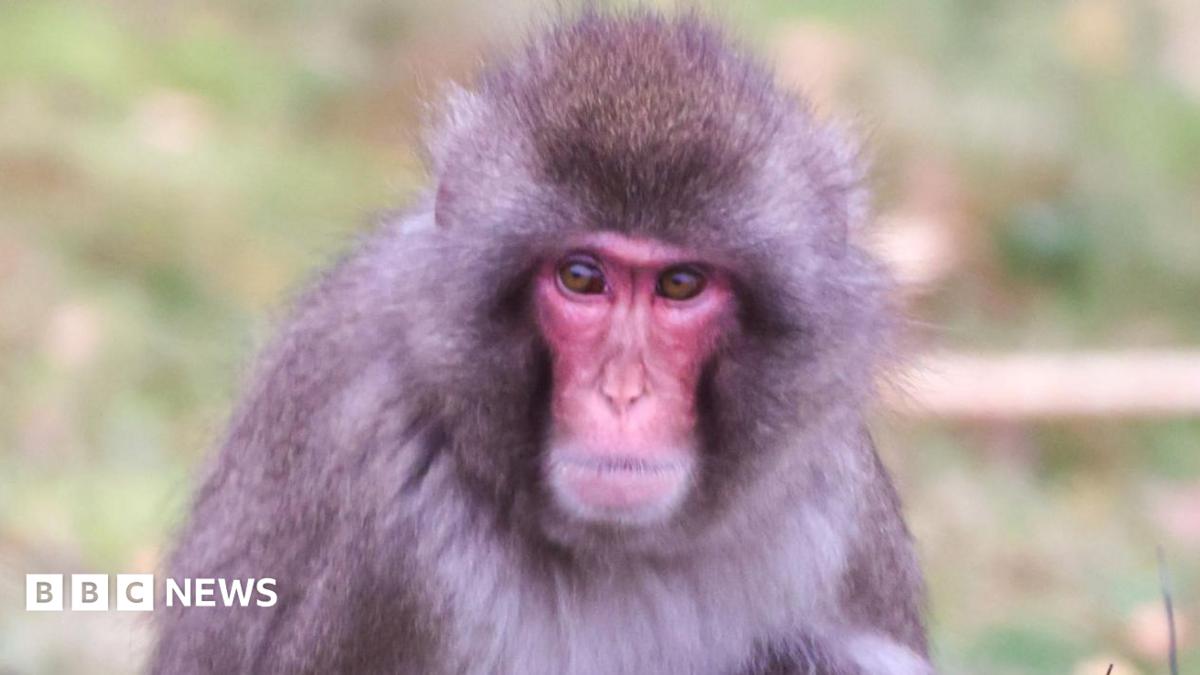 Luka is a Japanese macaque. He has a red face, brown eyes and light brown fur.