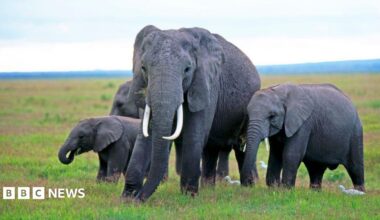 Four elephants grazing in Amboseli National Park