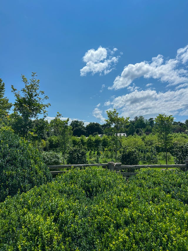Lush greenery with trees and a clear blue sky dotted with clouds in a serene outdoor setting.