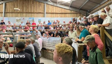 Dozens of farmers are watching cattle being brought in to a ring to be auctioned at Cutcombe Market at Wheddon Cross on Exmoor.