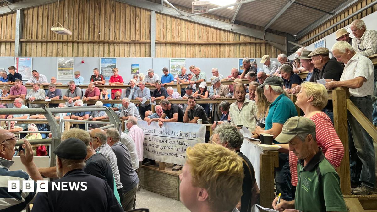 Dozens of farmers are watching cattle being brought in to a ring to be auctioned at Cutcombe Market at Wheddon Cross on Exmoor.