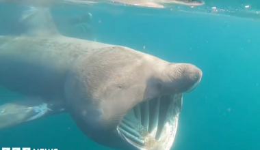 A Basking shark, with its mouth open, captured under the water