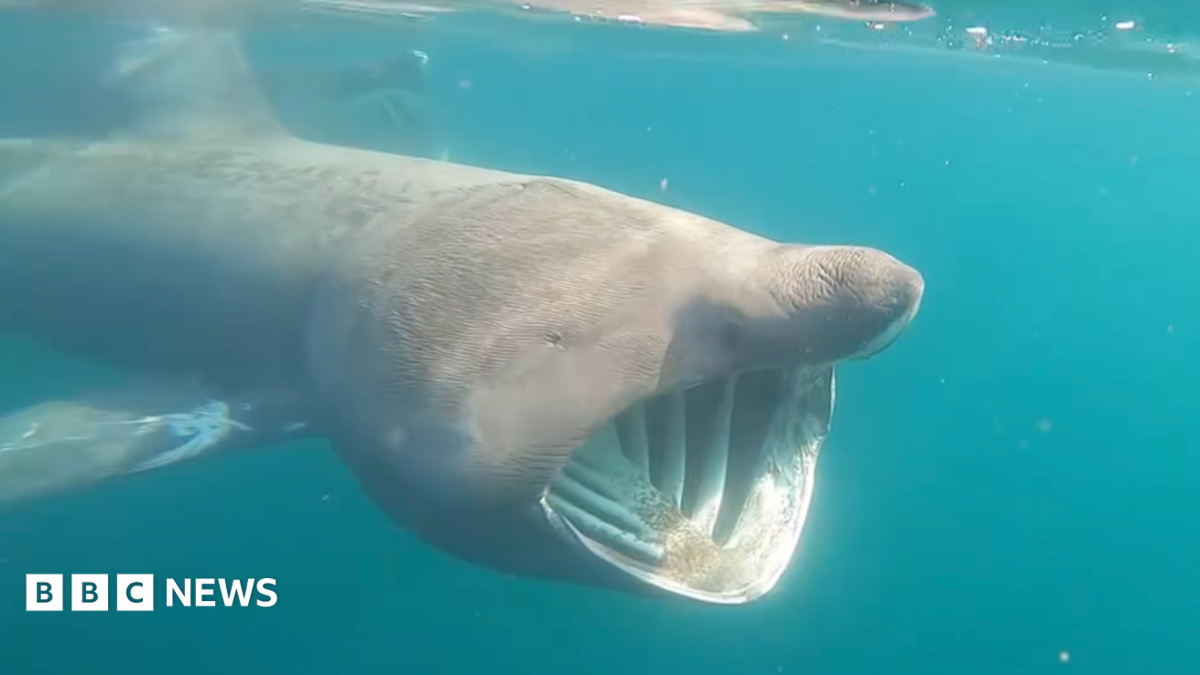 A Basking shark, with its mouth open, captured under the water
