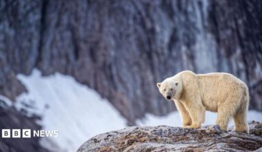 A polar bear in Svalbard standing on a rock