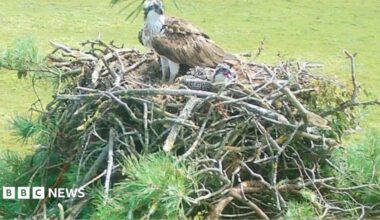 A pair of ospreys, predator birds with a brown and white feathers, which grow darker and form a shadow around their orange eyes. They are in their nest, which looks like a particularly tall pile of sticks.