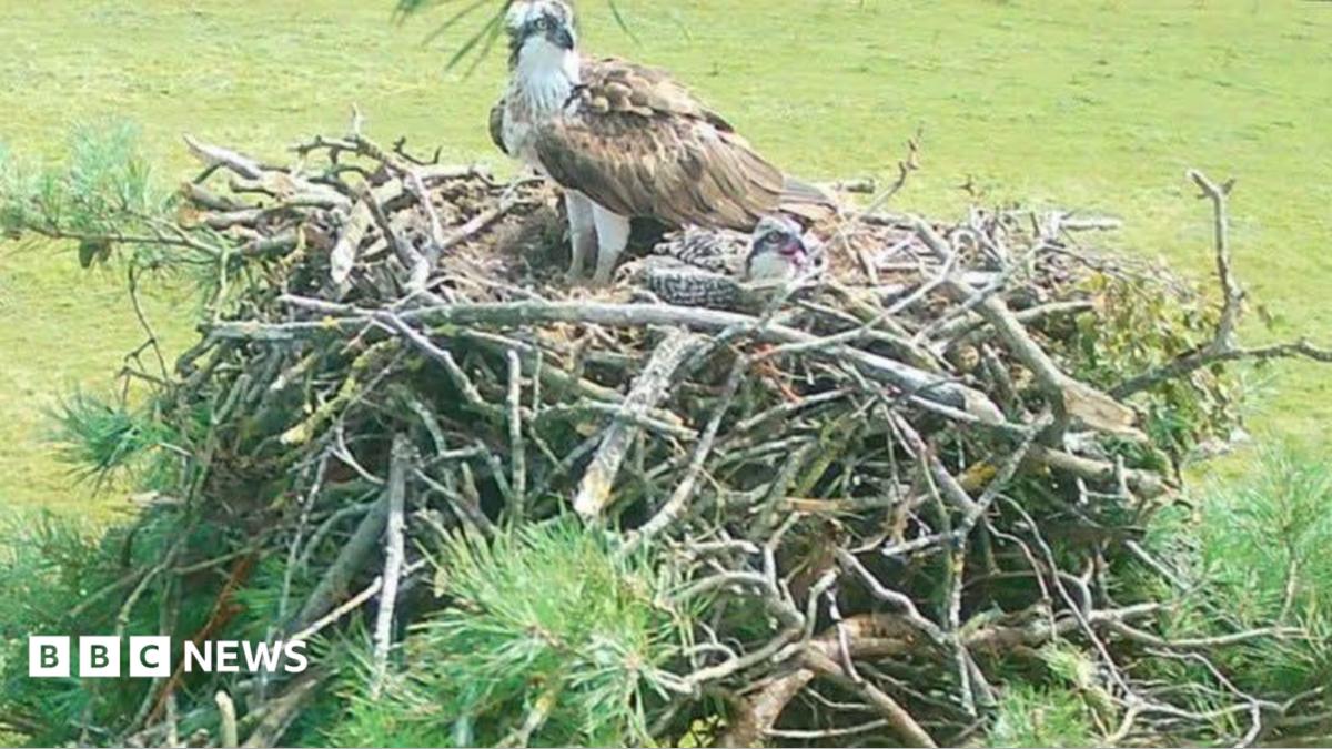 A pair of ospreys, predator birds with a brown and white feathers, which grow darker and form a shadow around their orange eyes. They are in their nest, which looks like a particularly tall pile of sticks.