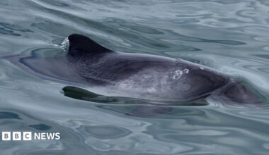 A harbour porpoise has part of its head and fin out of the water as it swims.