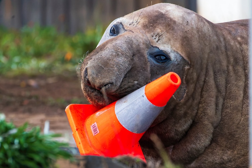 A five-year-old elephant seal known as Neil the seal, playing with a traffic cone.