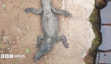 A view from above of a crocodile on a sandy or muddy ground, sitting next to brown-coloured water in an enclosure. There is green foliage to the left.