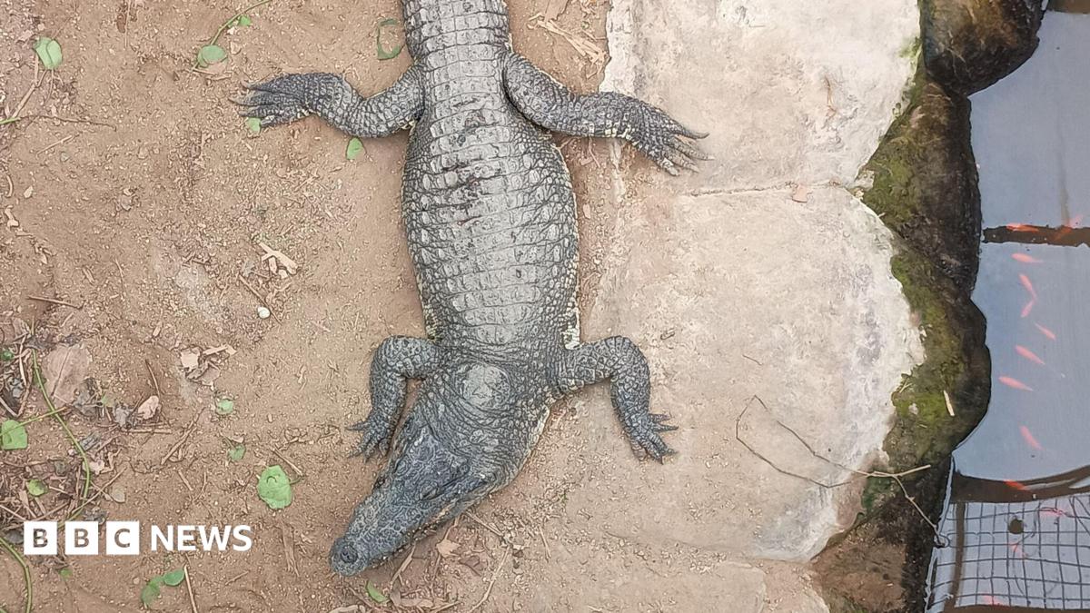 A view from above of a crocodile on a sandy or muddy ground, sitting next to brown-coloured water in an enclosure. There is green foliage to the left.