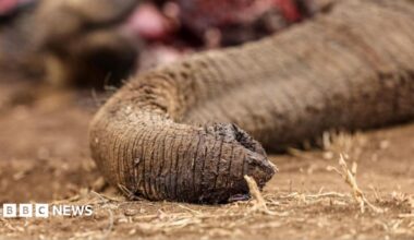 A close up shot of Genghis Khan's trunk lying draped and lifeless on dusty, dry ground