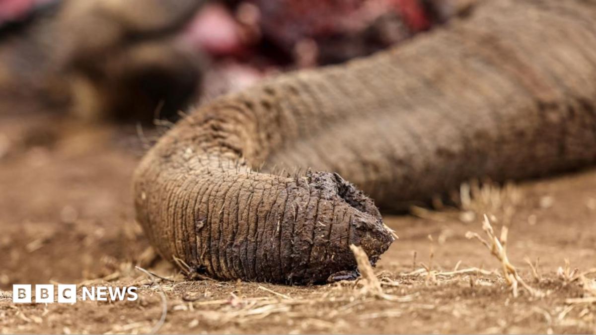 A close up shot of Genghis Khan's trunk lying draped and lifeless on dusty, dry ground