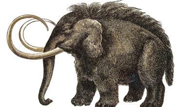 Old engraved illustration of Prehistoric long-haired Elephant (Mammoth)