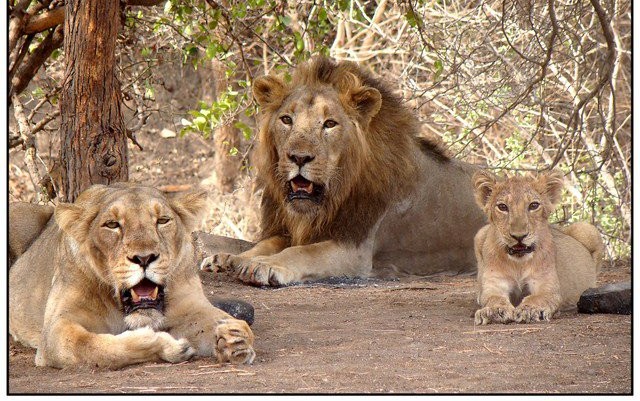 India’s Lion Populations Increase 70%, Total Habitat by 15% Over the Last Decade