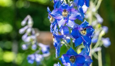 Used for Centuries as Poison, Larkspur, Wolfsbane May Become Medicine After Lab Breakthrough