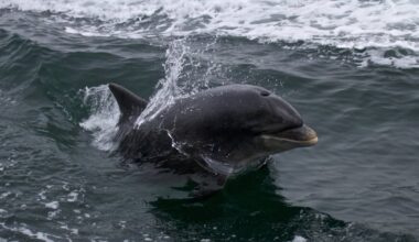 Fungie the Dolphin a product of an unusual maritime mixed marriage, DNA study finds – The Irish Times