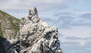 A look at Dublin Bay’s ‘completely unique’ biosphere – The Irish Times