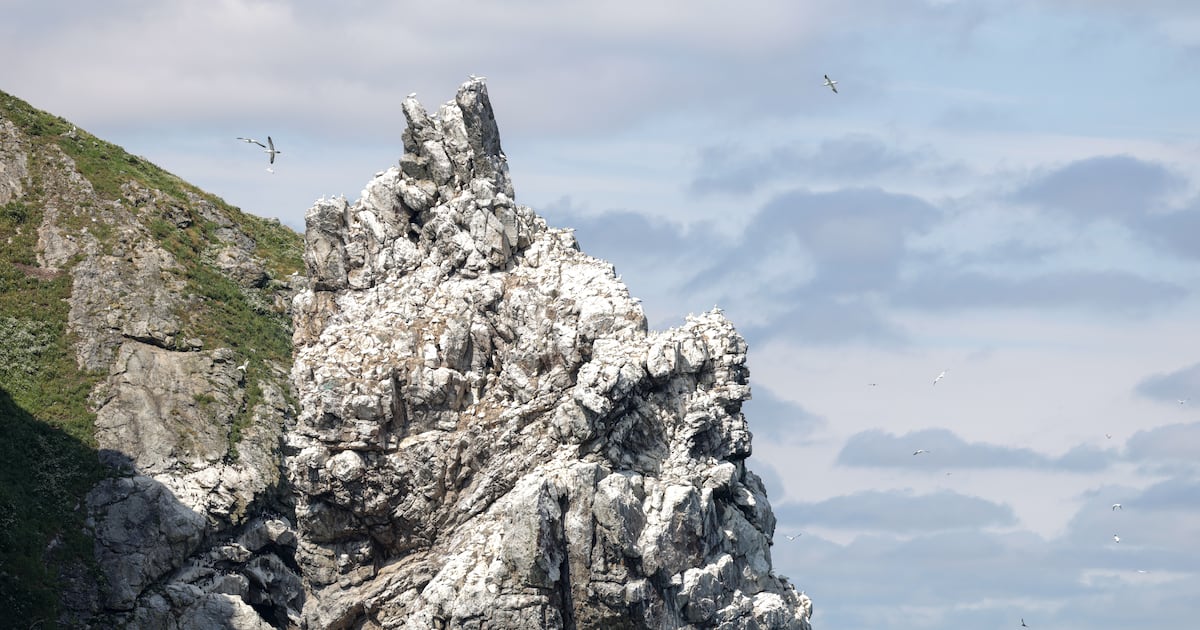 A look at Dublin Bay’s ‘completely unique’ biosphere – The Irish Times