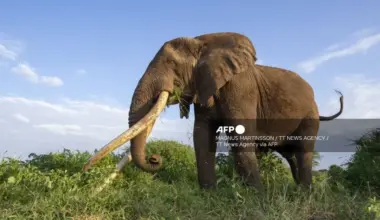 Nigeria's Remaining 400 Elephants Face Fight for Survival