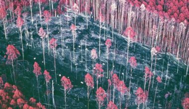 Burned Forest Seen by Aerial Survey