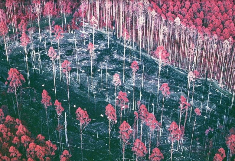 Burned Forest Seen by Aerial Survey