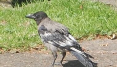 These crows may not survive because of how they look. Nature is red in tooth and claw – The Irish Times