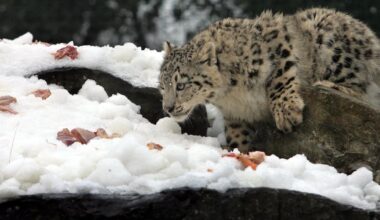 The Ghost of the Mountains by Kulbhushansingh Suryawanshi: What the snow leopard tells us about ourselves – The Irish Times