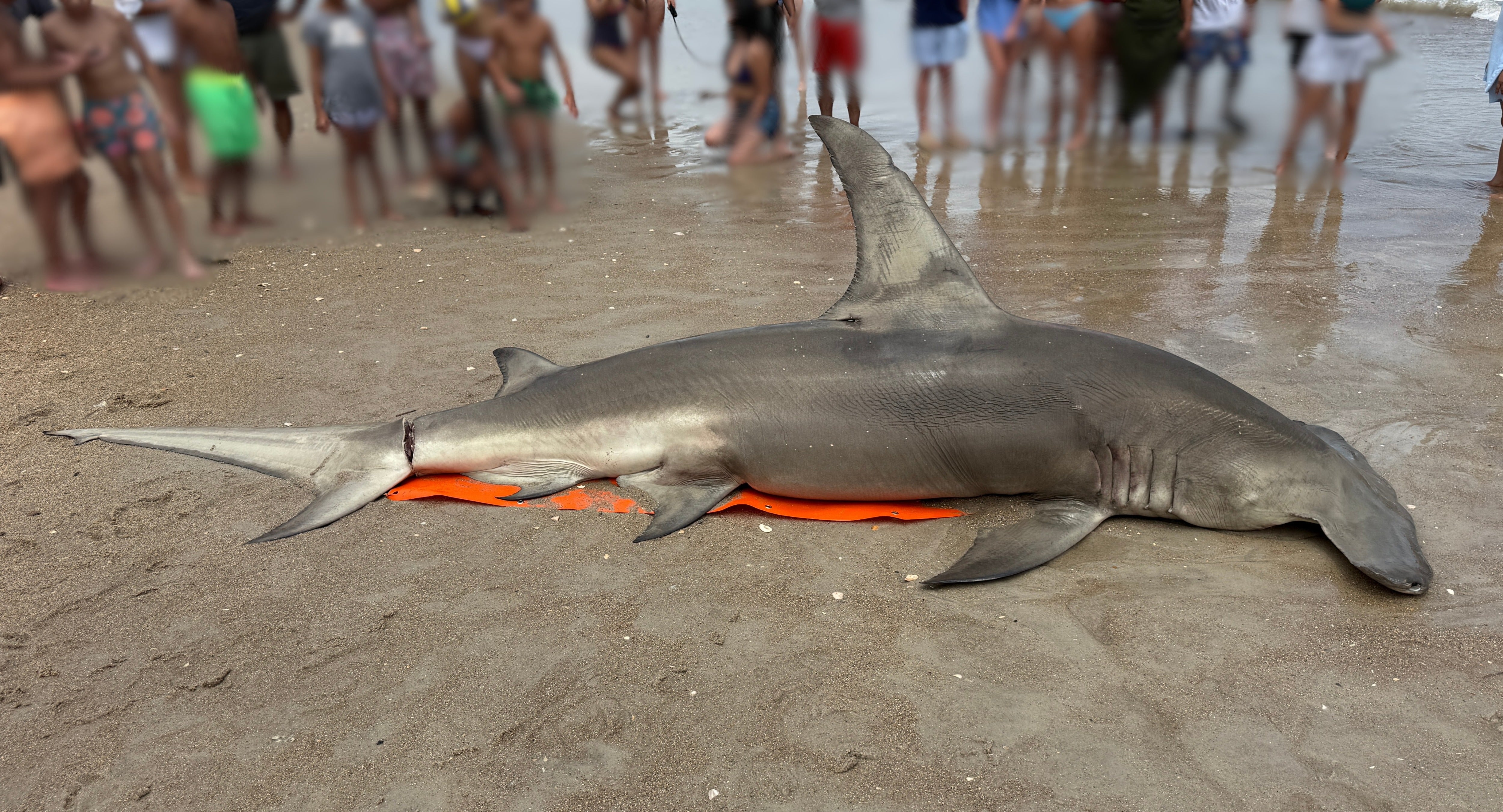 A great hammerhead shark has washed ashore on a North Carolina beach with a 'deep laceration,' according to local experts