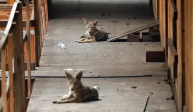 Coyotes overtake abandoned housing development, vexing neighbors