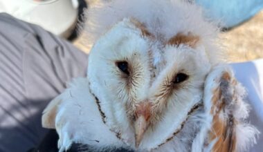 Ten barn owl chicks hatched in Co Fermanagh 'cause for celebration' | UTV