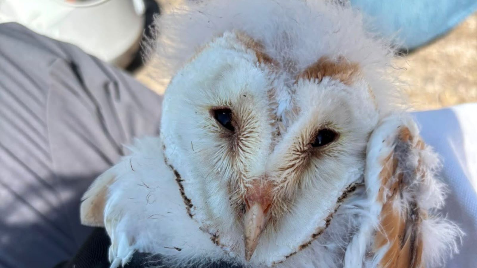 Ten barn owl chicks hatched in Co Fermanagh 'cause for celebration' | UTV