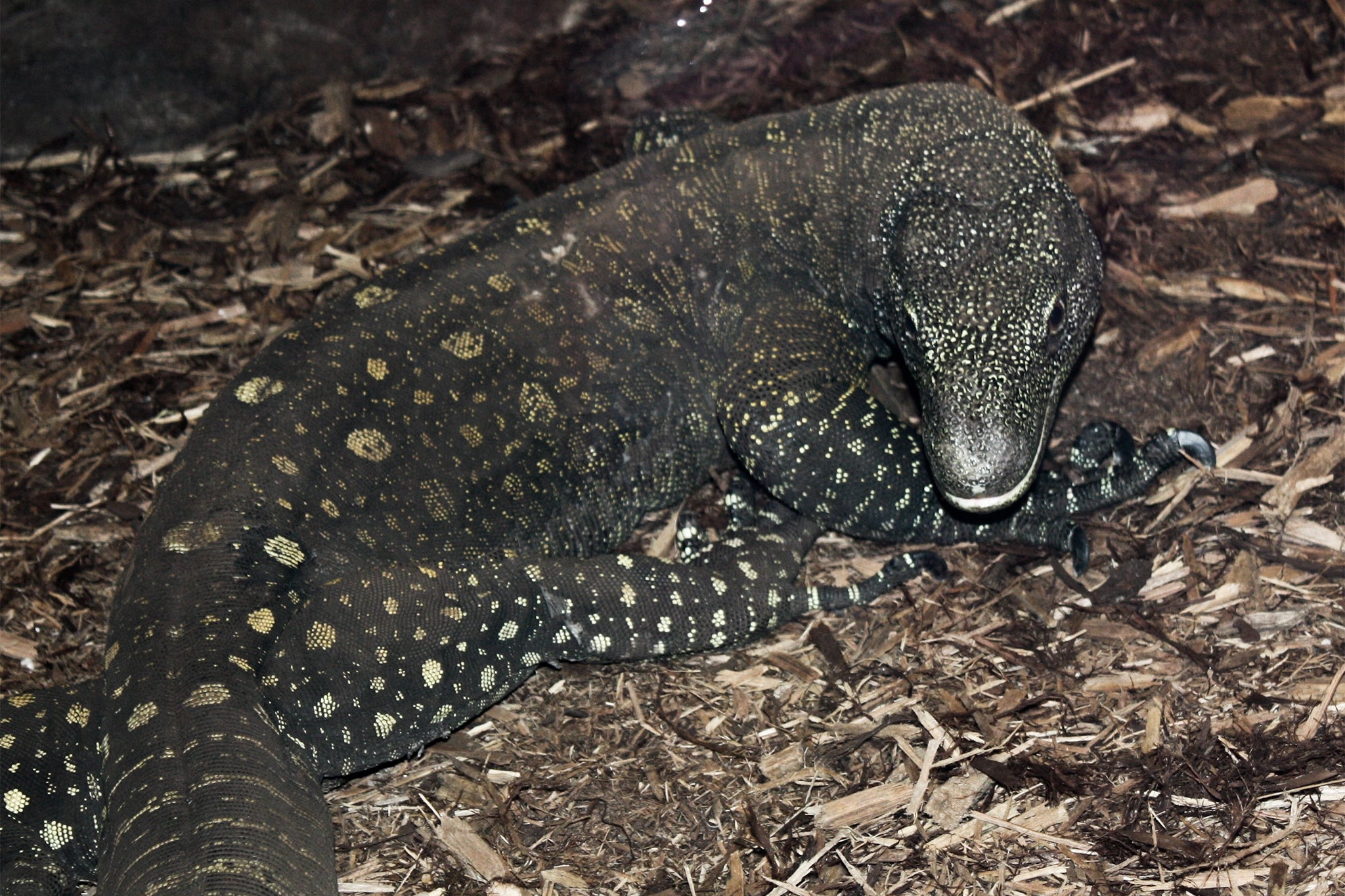 The crocodile monitor is threatened by poaching and deforestation