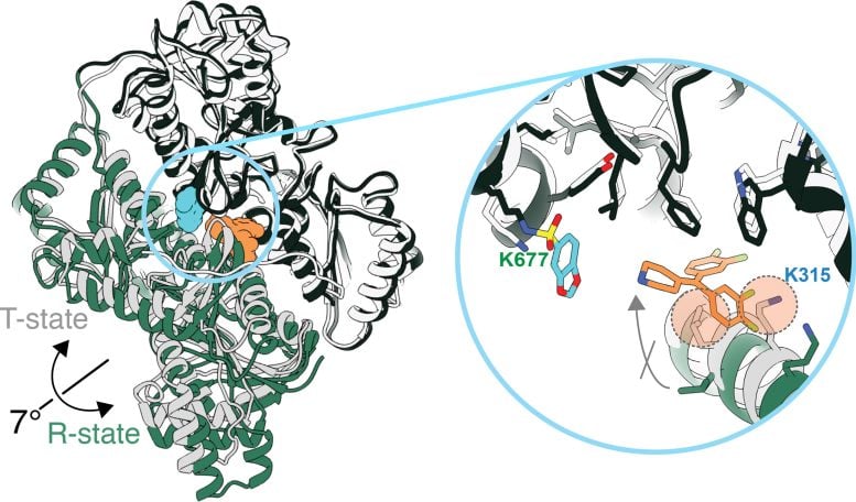Cryo EM Structure of PFKL in Complex With XJ 4 85