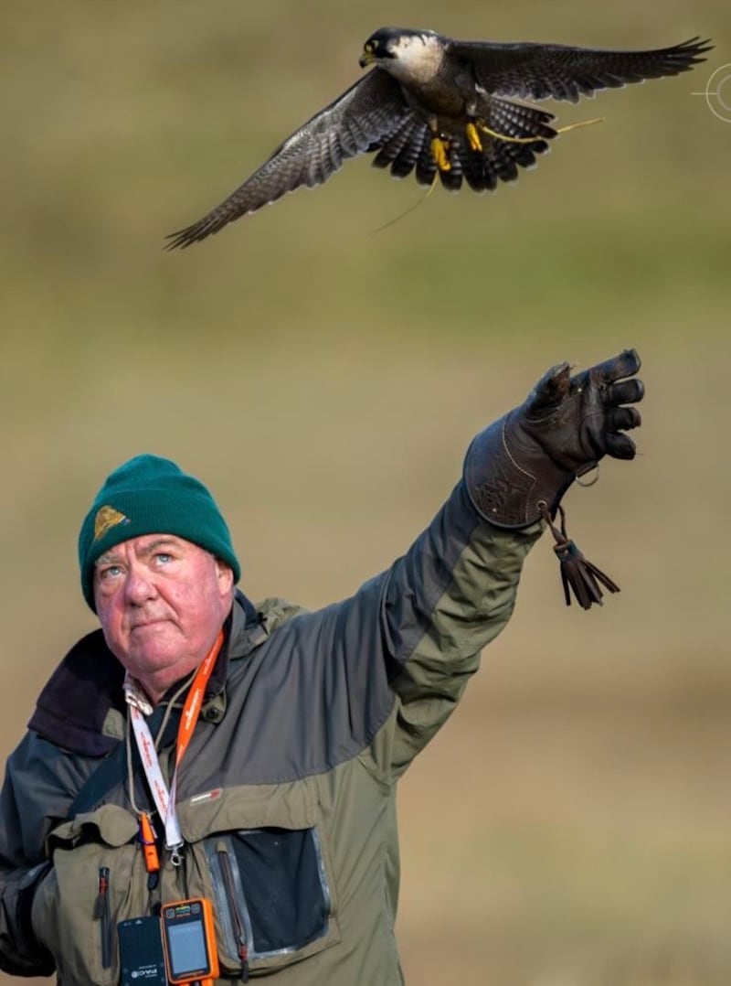 The falcon, named Blue, belongs to west Belfast falconer Jim Auld, who has flown falcons for more than 20 years.