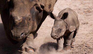 Fota Wildlife Park in Cork announces second birth in Ireland of rare Indian rhino – The Irish Times