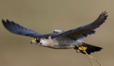 ‘He’s my companion’ - Belfast falconer appeals for help as search continues for missing peregrine falcon – The Irish News