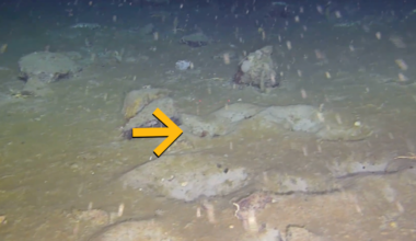 Scientists Find a Hidden 'Fish City' Beneath Antarctica's Ice : ScienceAlert